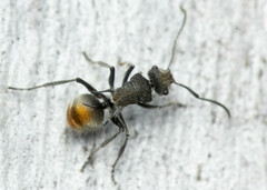 Polyrhachis vermiculosa