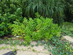 Scaevola taccada