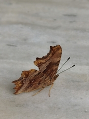 Polygonia egea