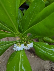 Scaevola taccada