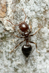 Crematogaster