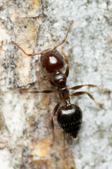 Crematogaster