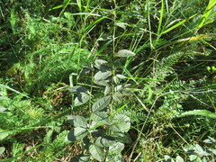 Vicia unijuga