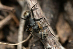Camponotus aeneopilosus