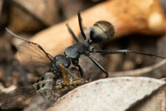 Camponotus aeneopilosus