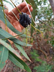 Perga affinis