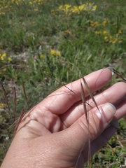Bromus sterilis