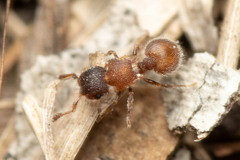 Meranoplus