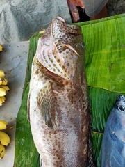 Epinephelus