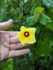 Hibiscus tiliaceus