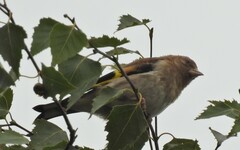 Carduelis carduelis