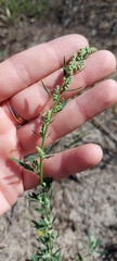 Chenopodium
