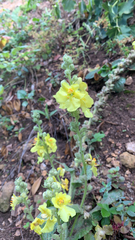 Verbascum