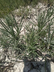 Jurinea stoechadifolia