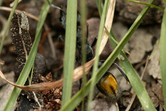 Myrmecia gilberti