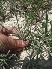Jurinea stoechadifolia