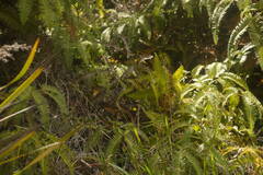 Paspalum scrobiculatum