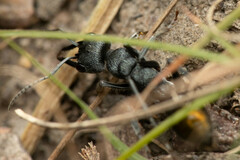 Myrmecia gilberti