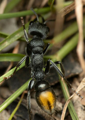 Myrmecia gilberti
