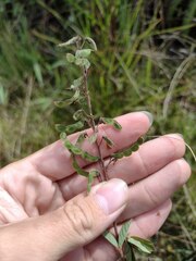 Desmodium intortum