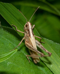 Gomphocerippus rufus