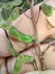 Desmodium intortum