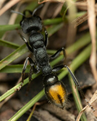 Myrmecia gilberti