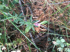 Trifolium lupinaster
