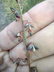 Desmodium intortum