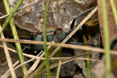 Myrmecia gilberti