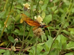 Acraea terpsicore