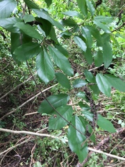Frangula caroliniana