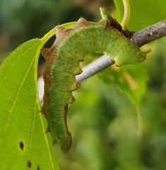 Notodonta dromedarius