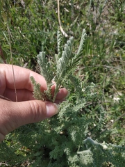 Tanacetum achilleifolium