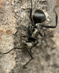 Polyrhachis daemeli