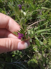 Vicia sativa
