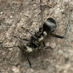 Polyrhachis daemeli
