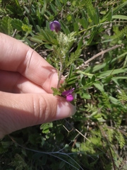 Vicia sativa
