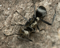 Polyrhachis daemeli