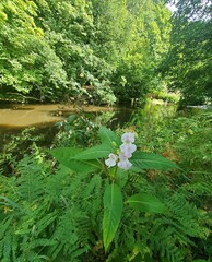 Impatiens glandulifera