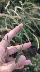 Atriplex oblongifolia