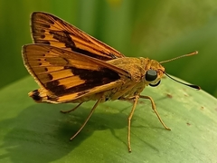 Cephrenes trichopepla