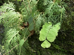 Adiantum philippense
