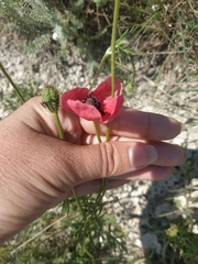 Papaver hybridum