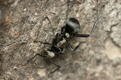 Polyrhachis daemeli