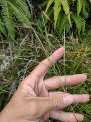 Digitaria violascens