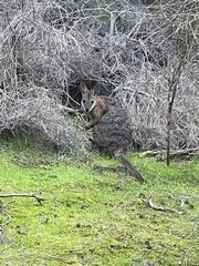 Notamacropus eugenii