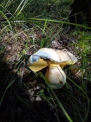 Caloboletus radicans