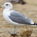California Gull - Photo (c) BJ Stacey, some rights reserved (CC BY-NC)