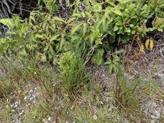 Schizachyrium condensatum